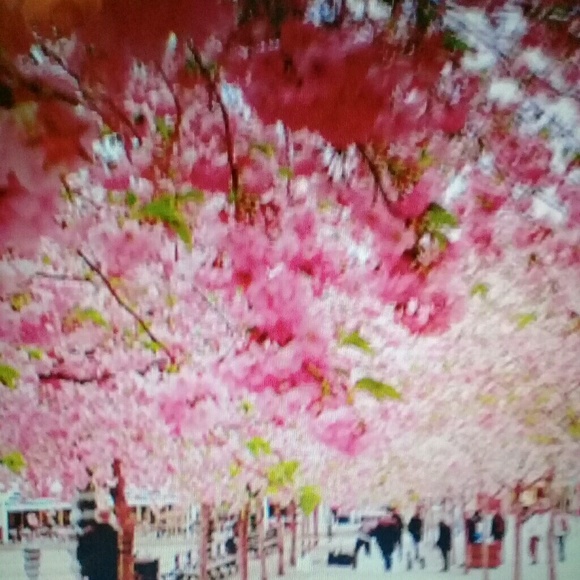 Meet your Posher, Terrie - Picture 1 of 1